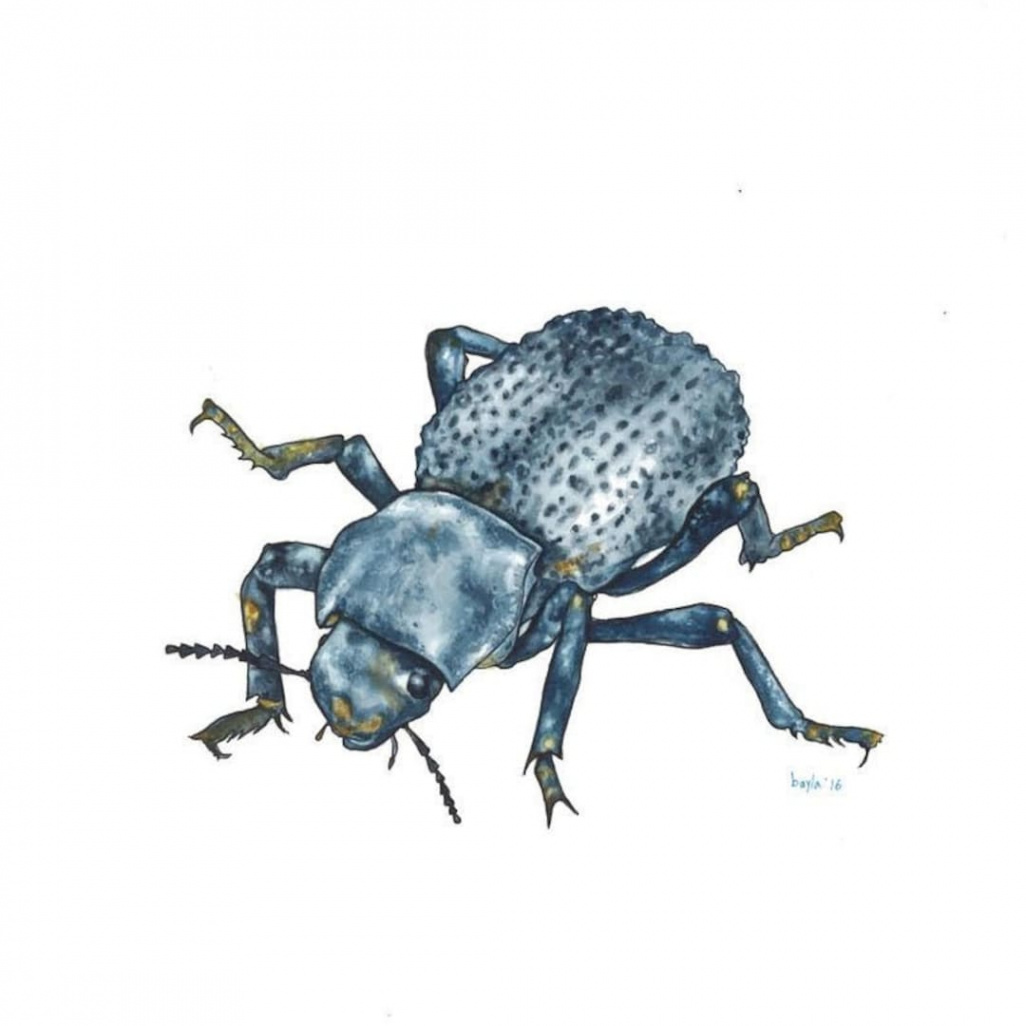 Blue Death Feigning Beetle Insect Fine Art Print of Watercolor Painting -  Etsy