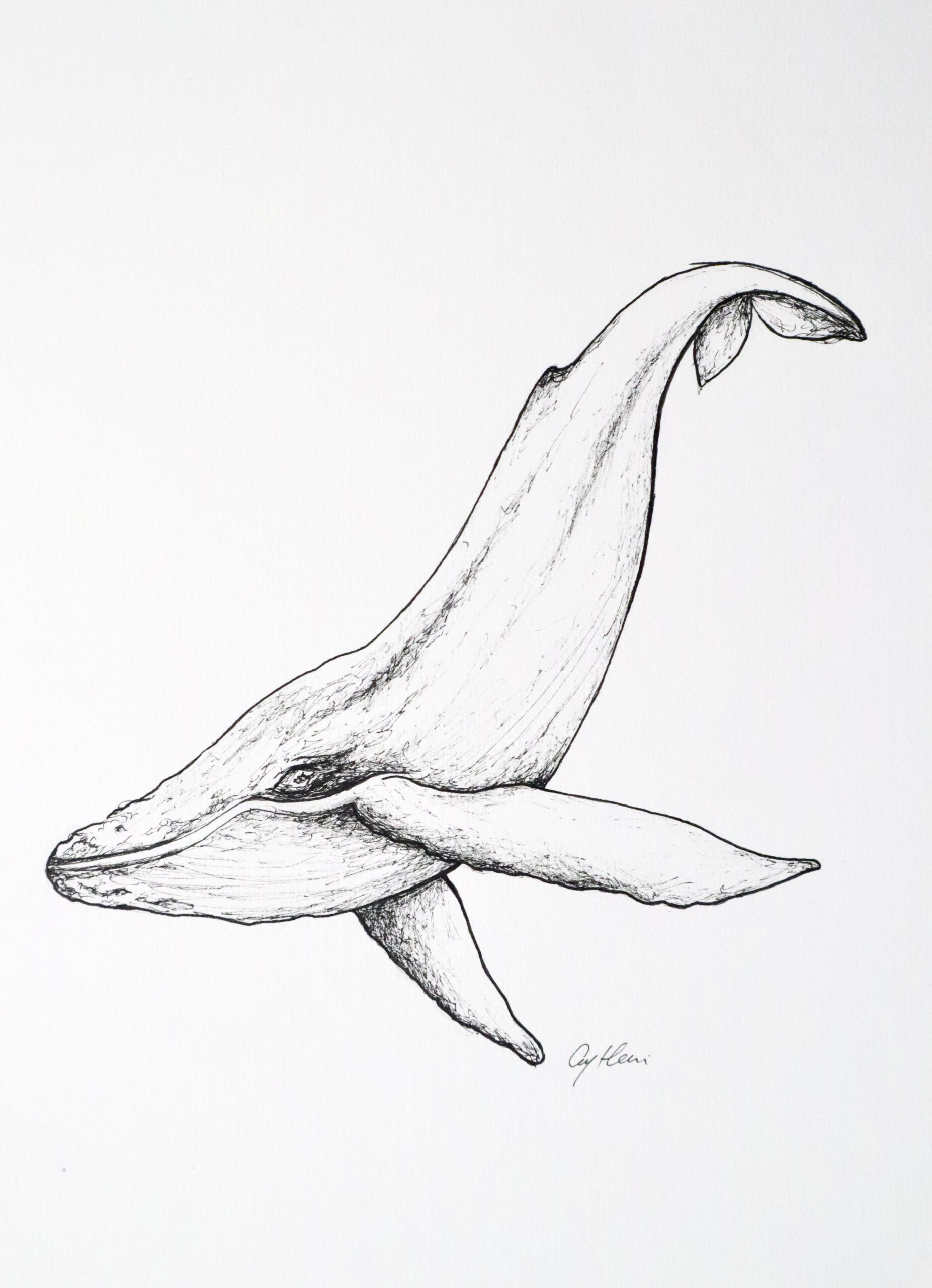 Blue whale ~ sketchy drawing original drawing fine line art