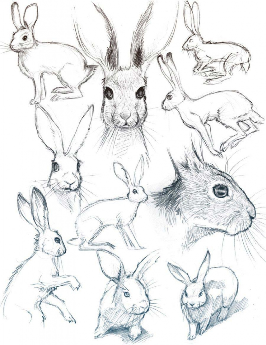 Bunny Drawing Reference and Sketches for Artists