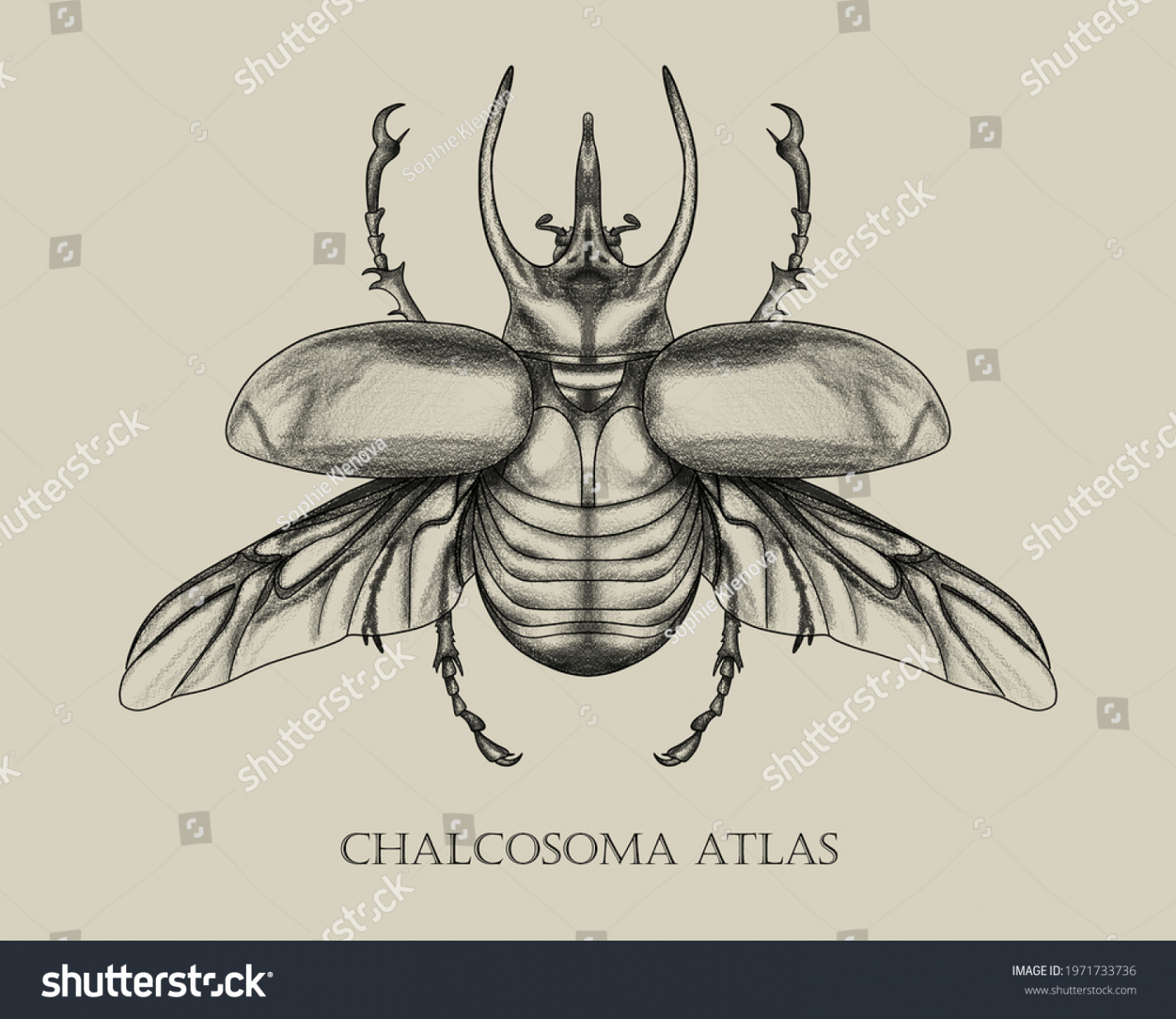 Chalcosoma Atlas Beetle Anatomy Biology Book Stock Illustration