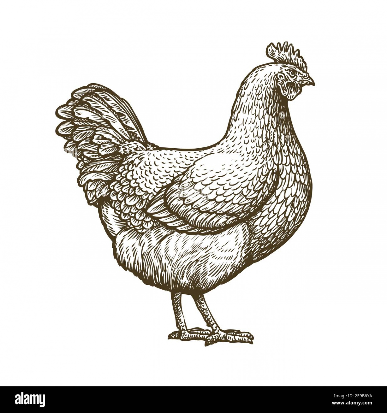 Chicken hand drawn. Hen standing side view