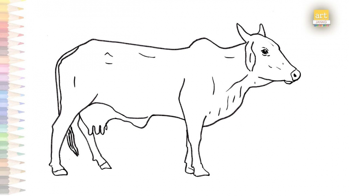 Cow outline drawing  How to draw A Cow step by step  Cow drawing  tutorials  Cattle drawings