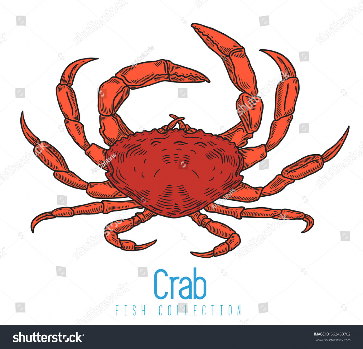 Crab Color Drawing On White Background Stock Vector (Royalty Free