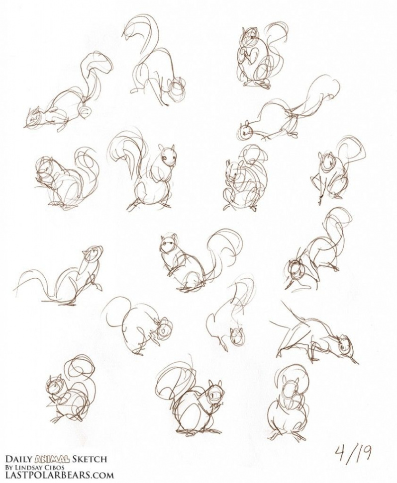 Daily_Animal_Sketch_  Animal drawings, Squirrel art, Animal