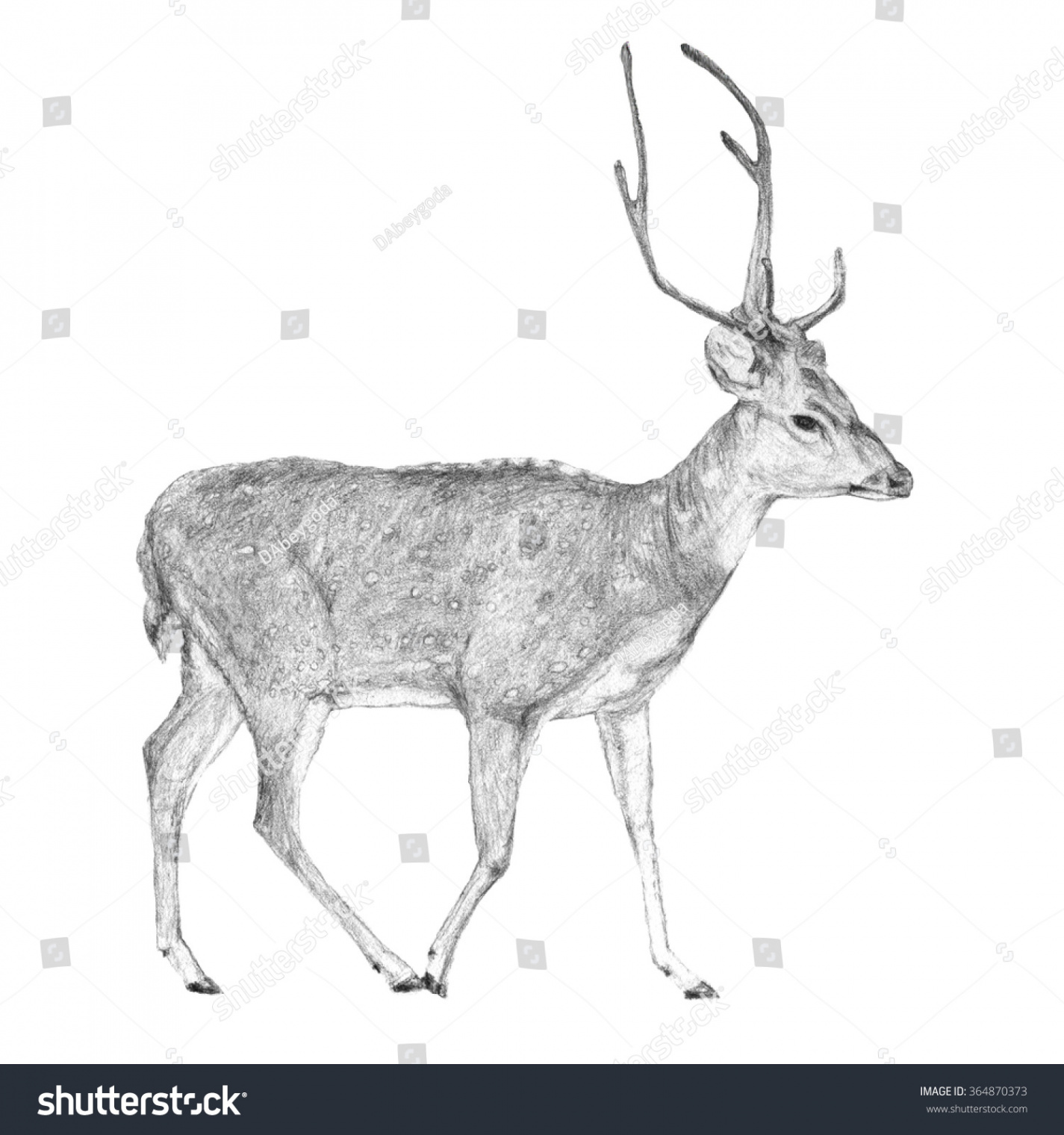 Deer Side View Pencil Illustration Greyscale: Stockillustration