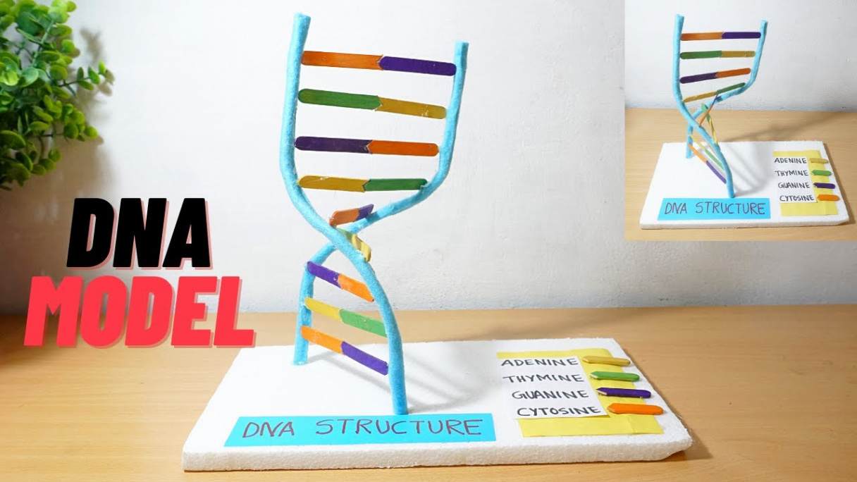 DNA D Model Project  How to Make easy DNA model  Easy DNA model making  idea  DNA model project