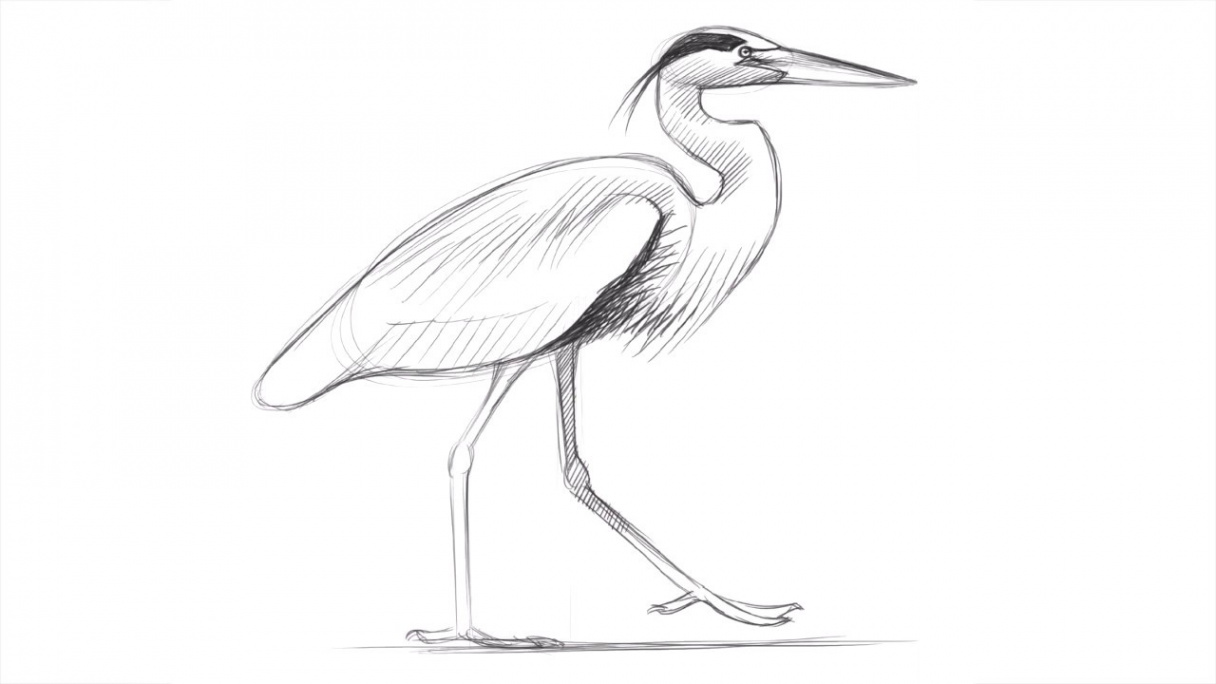 Drawing a Great Blue Heron with David Allen Sibley