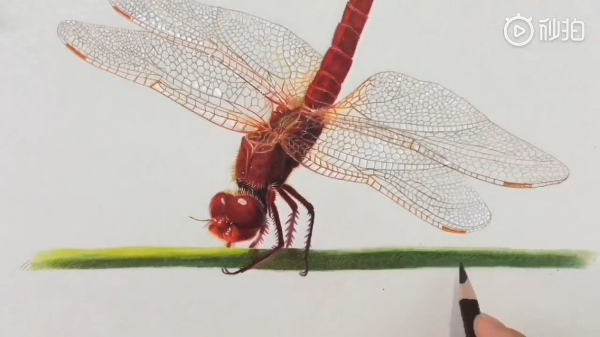 Drawing a Hyper Realistic Red Dragonfly with colored pencil