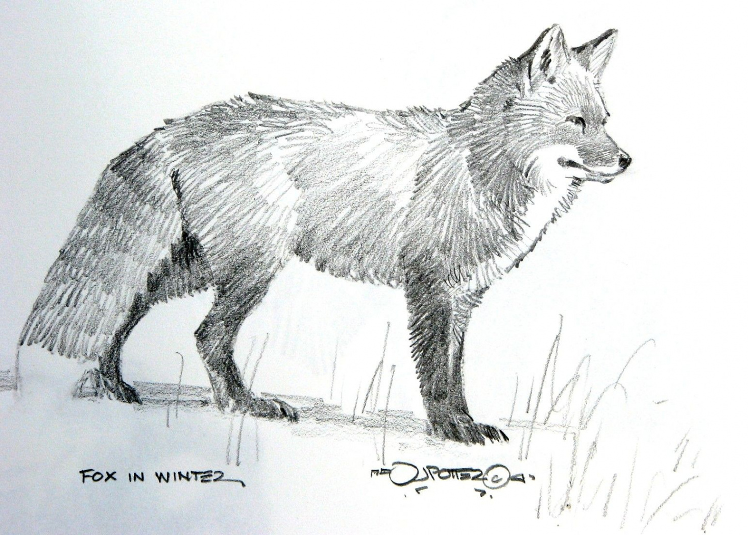 Fox drawing sketches, Pencil drawings of animals, Fox drawing