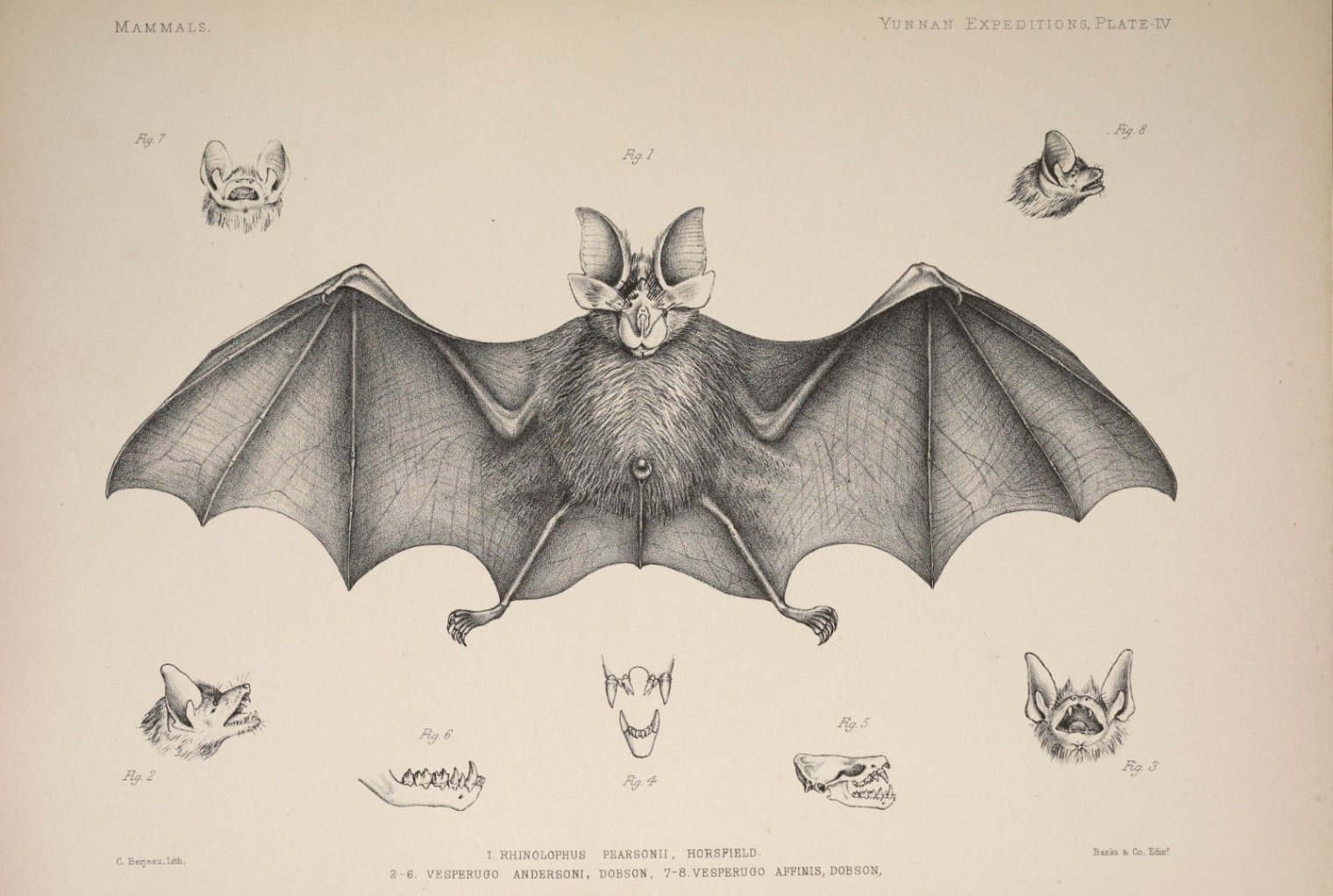 Framed Print - Vintage Victorian Bat Illustrations (Antique Animal