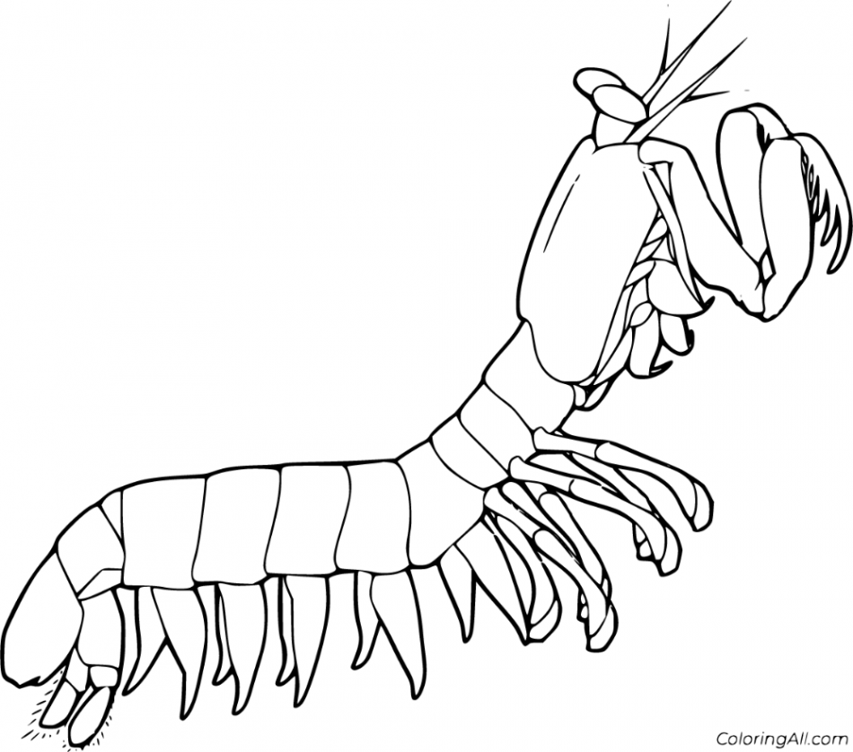 free printable Mantis Shrimp coloring pages in vector format