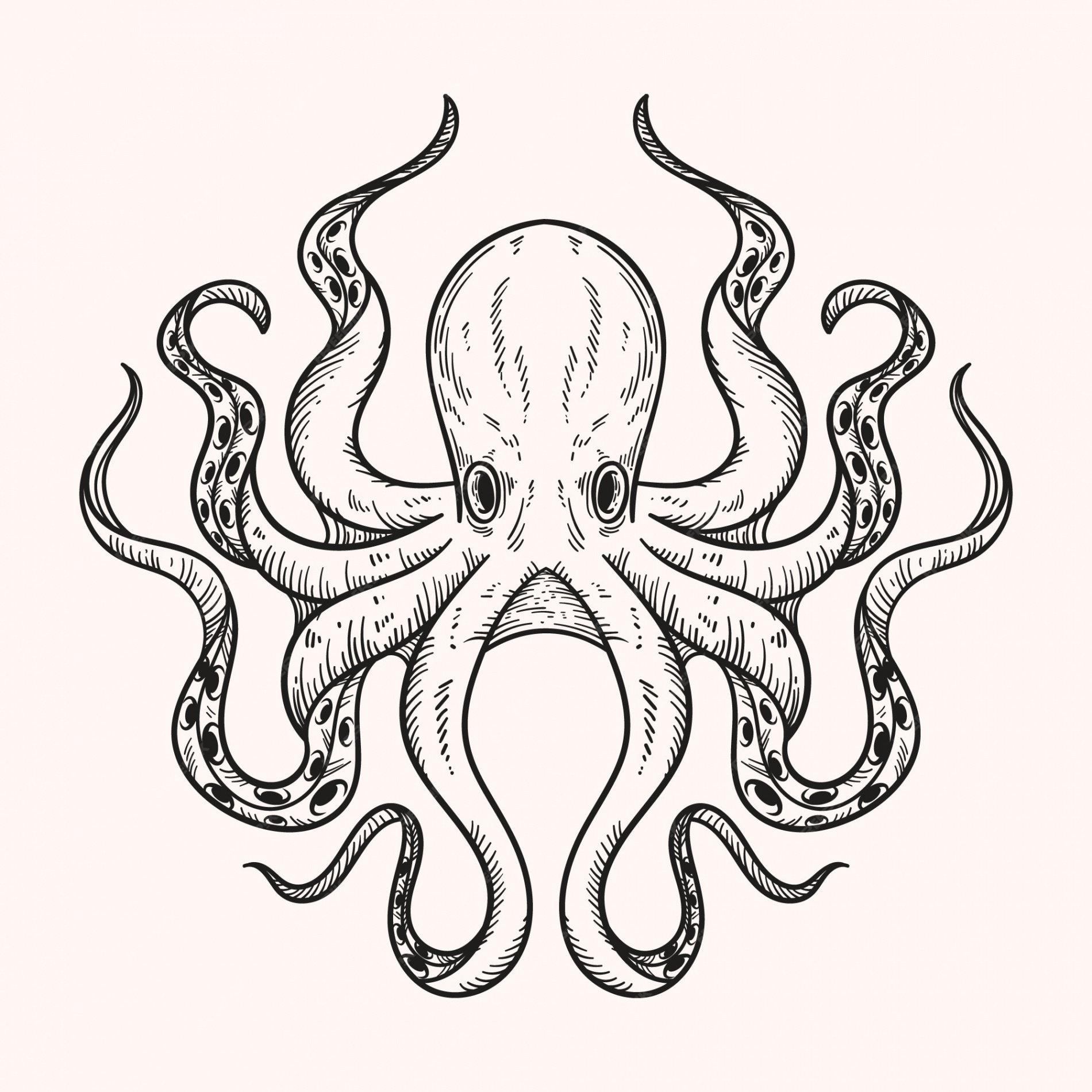 Free Vector  Hand drawn octopus drawing illustration