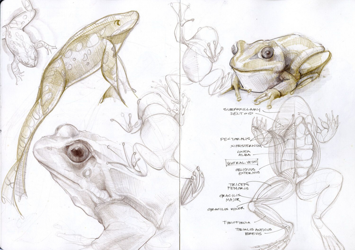 frog sketchbook spread  Anatomy sketches, Frog sketch, Frog drawing