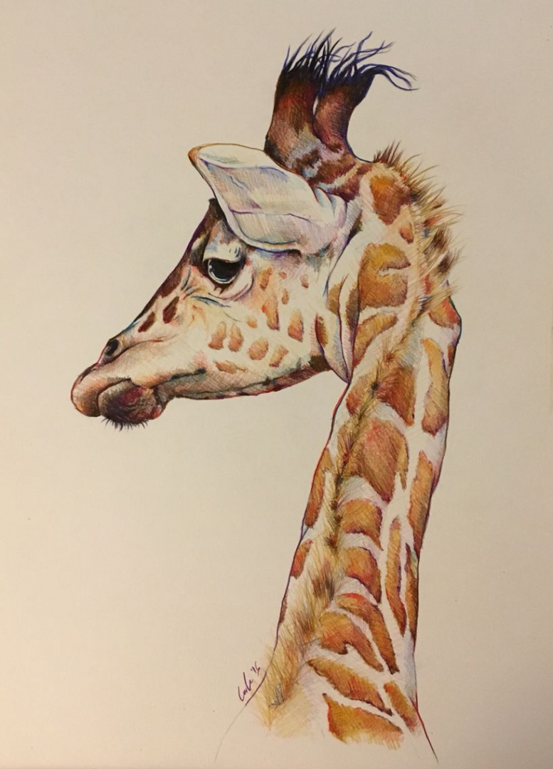 Giraffe illustration