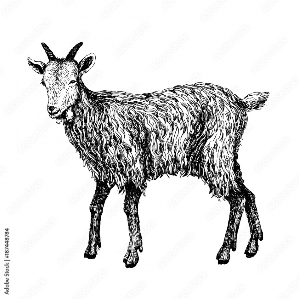 Goat sketch style