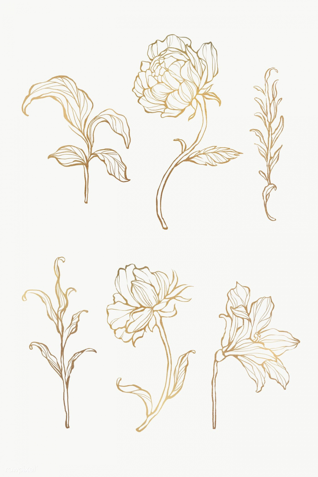 Gold floral outline set transparent png  premium image by