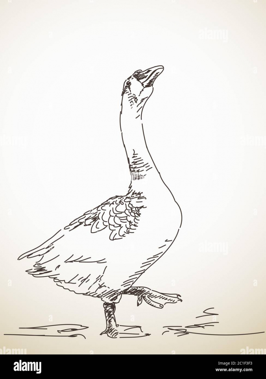 Goose with one leg up Vector Sketch Hand drawn illustration Stock