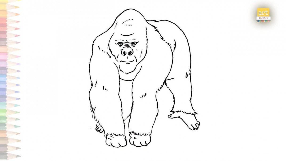 Gorilla outline drawing   How to draw A Gorilla / Primate drawing step by  step  Gorilla drawings