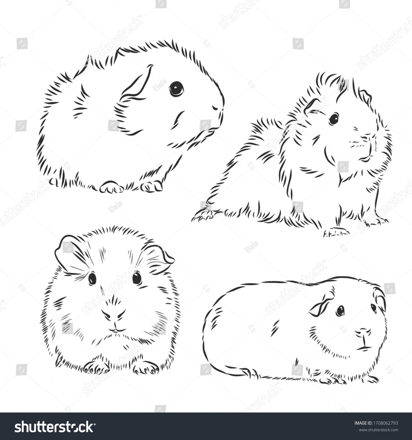 Guinea Pig Cavy Inky Hand Drawn Stock Vector (Royalty Free