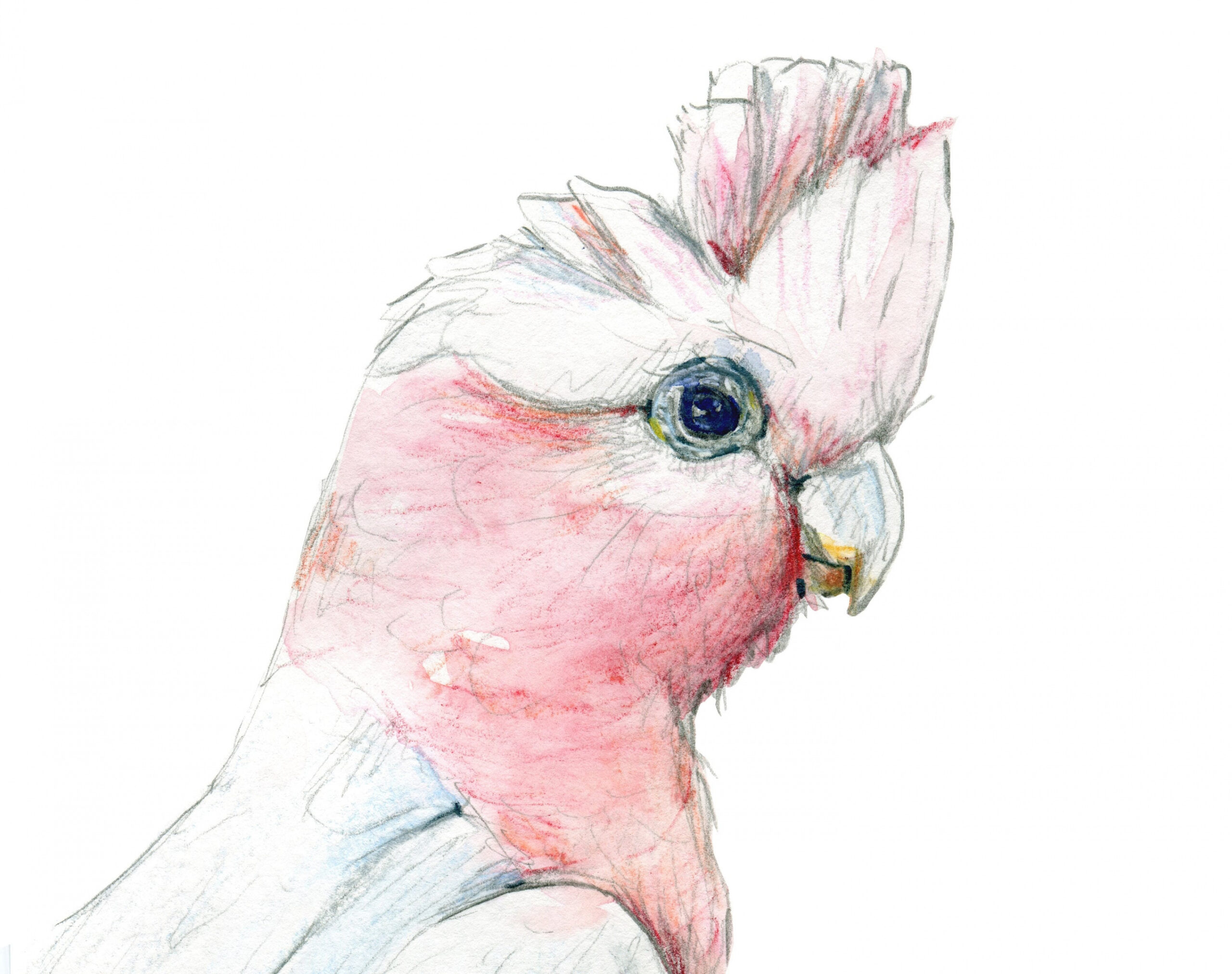 Hand Drawn Pink Galah Drawing Print