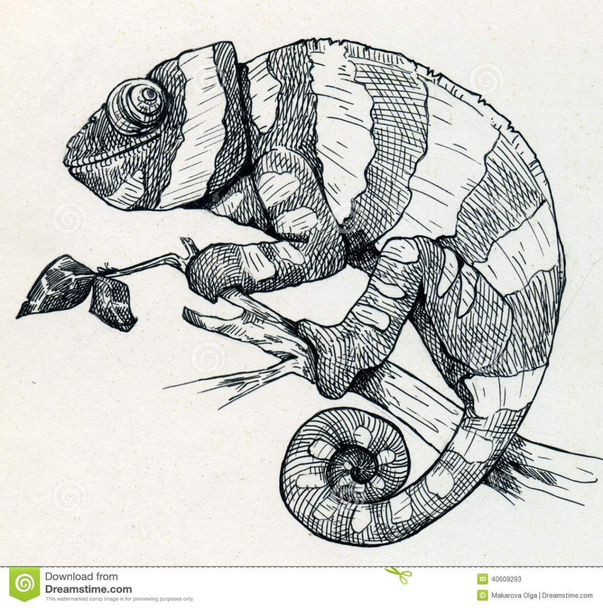 Hand drawn smiling chameleon  Chameleon art, Animal drawings, Art