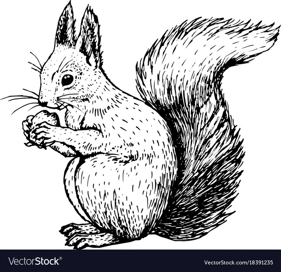 Hand drawn squirrel sketch Royalty Free Vector Image