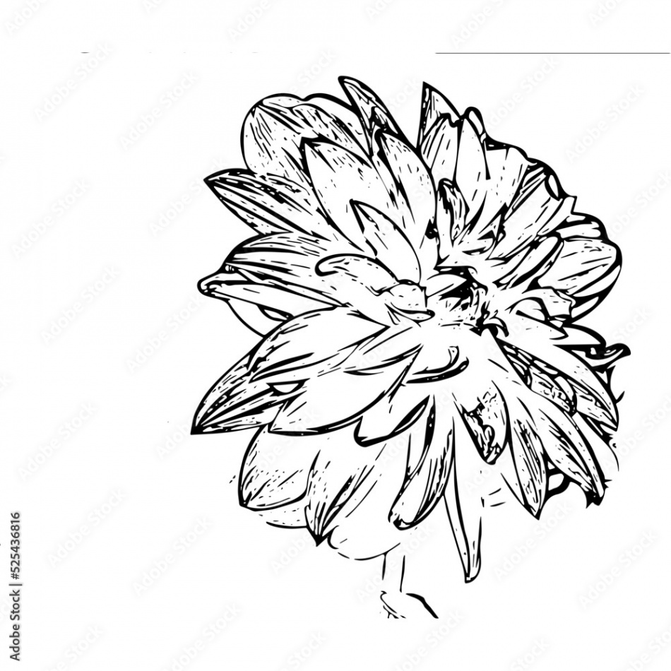 hand drawn xenia flower Stock-Vektorgrafik  Adobe Stock