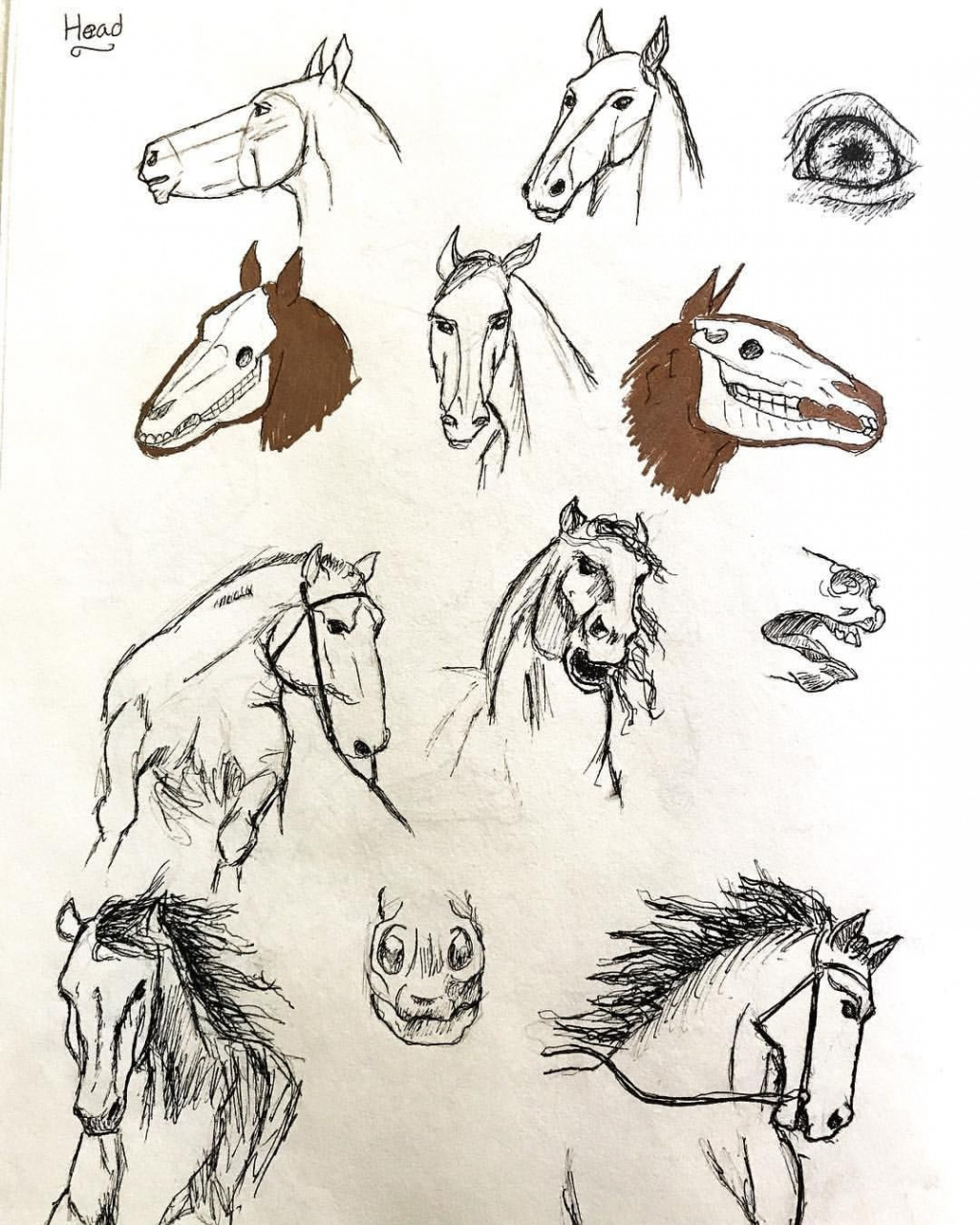 Horse Head Reference Close Up #jdtoldtestament #illustration