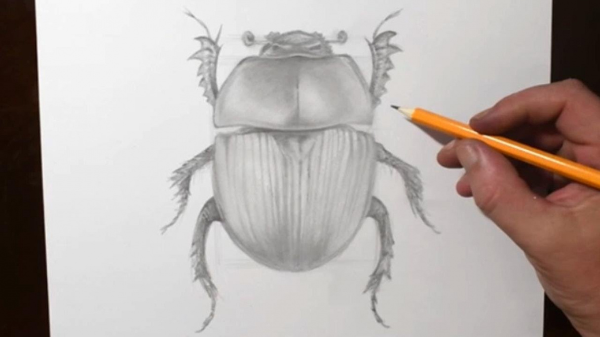 How to Draw a Beetle Bug  Pencil Drawing for Beginners