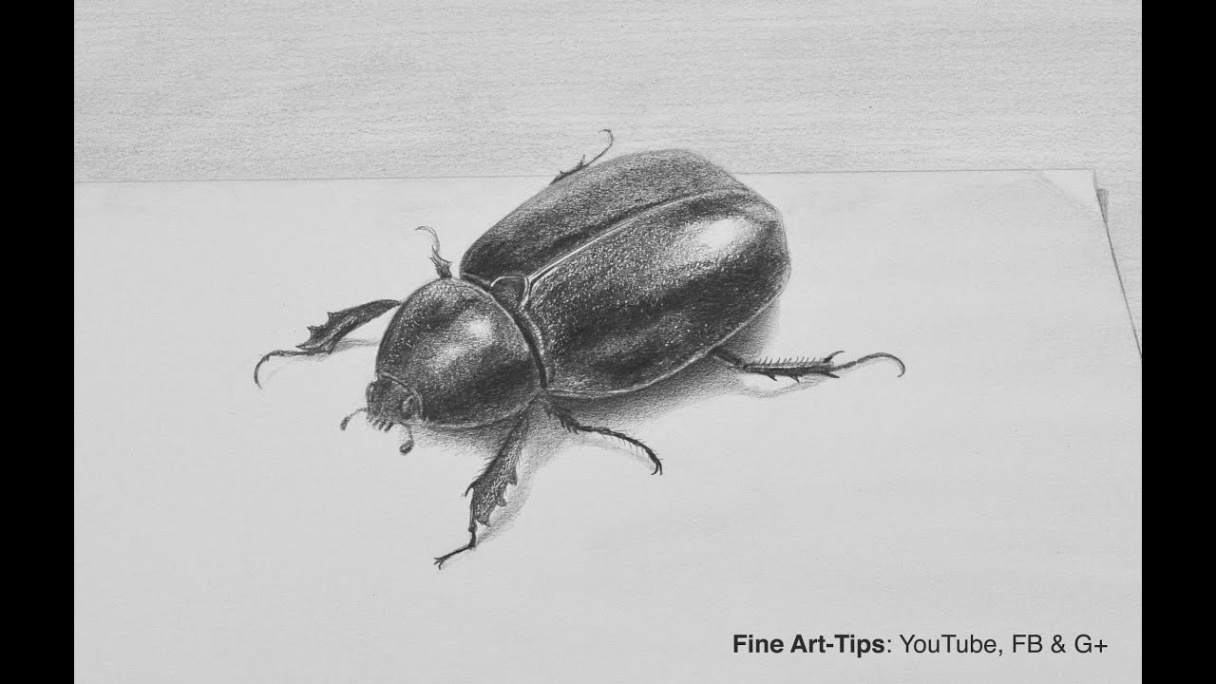 How to Draw a Beetle With Pencil in D - Insect