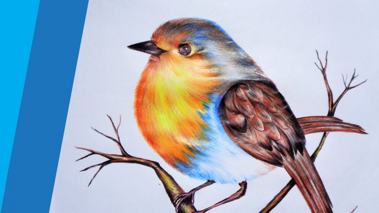 How to Draw a Bird using Colour Pencils  Step by Step Drawing Tutorial