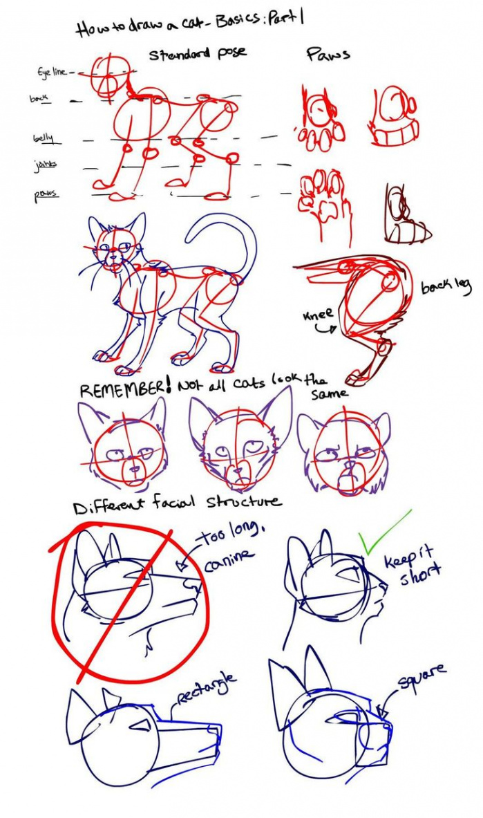 How To Draw a Cat: Part  by Kytes on DeviantArt  Cat drawing