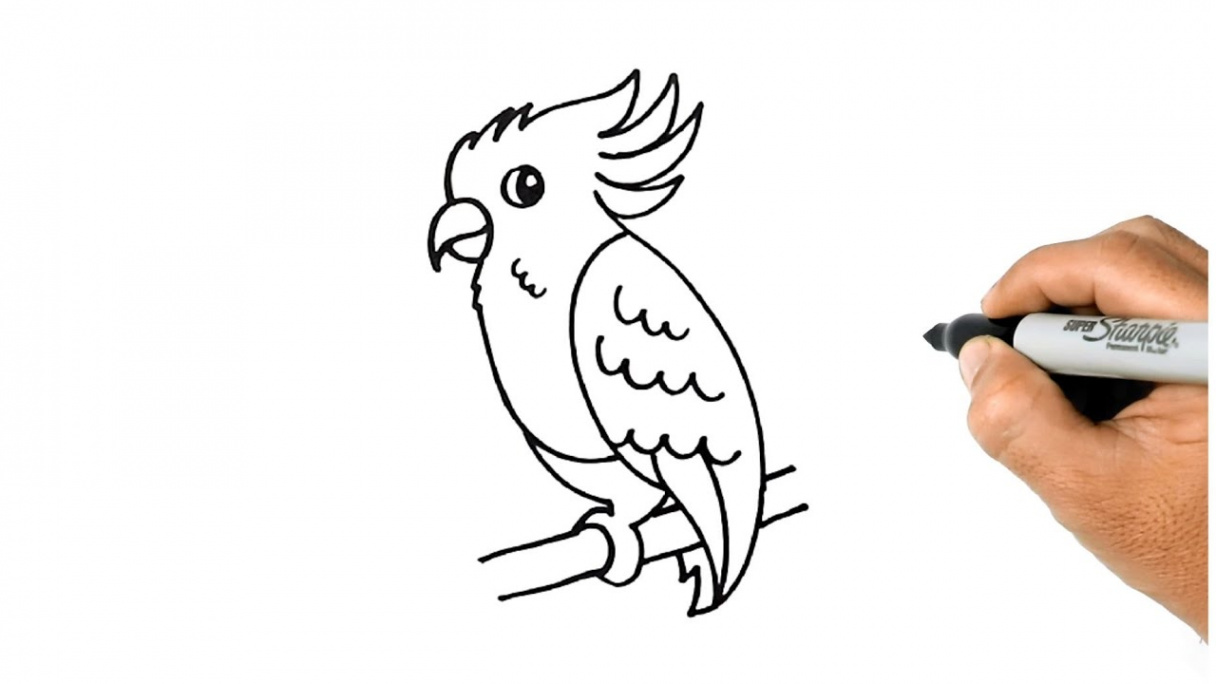 How to Draw a COCKATOO BIRD Easy and Simple