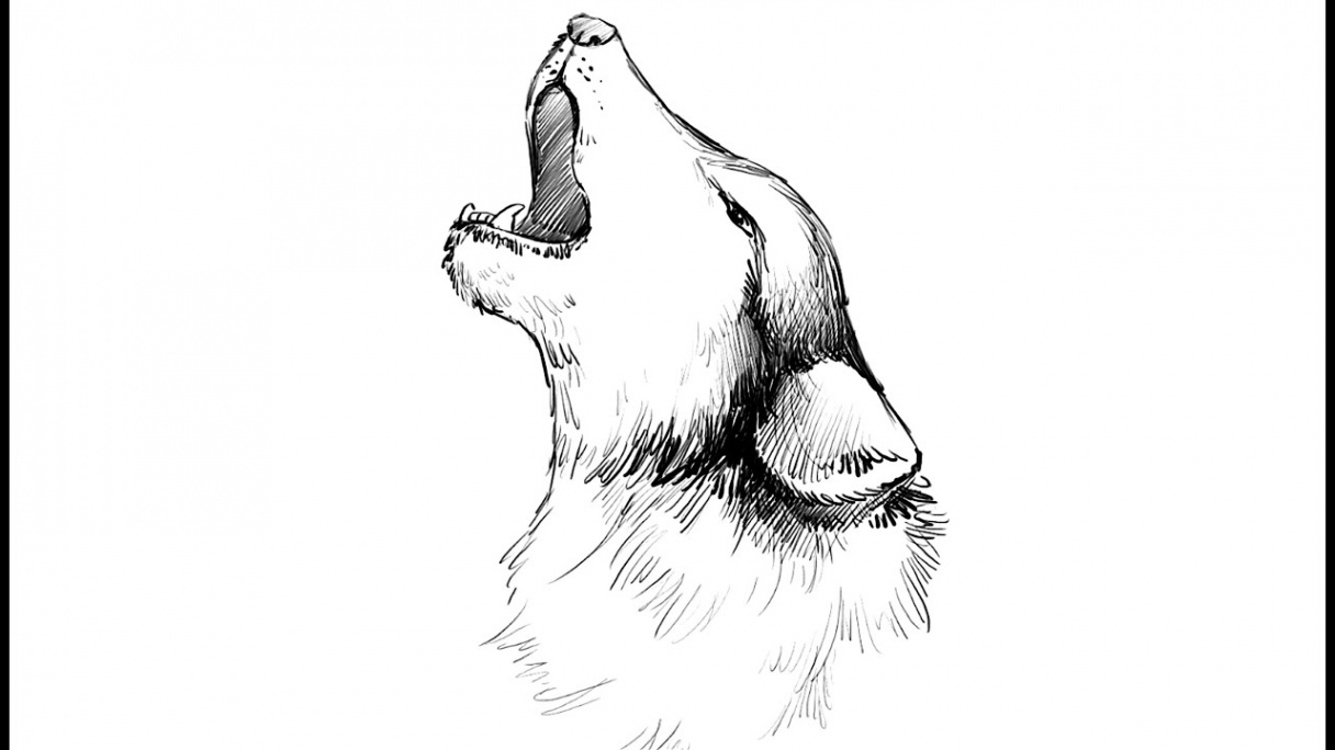 How to draw a Howling Wolf