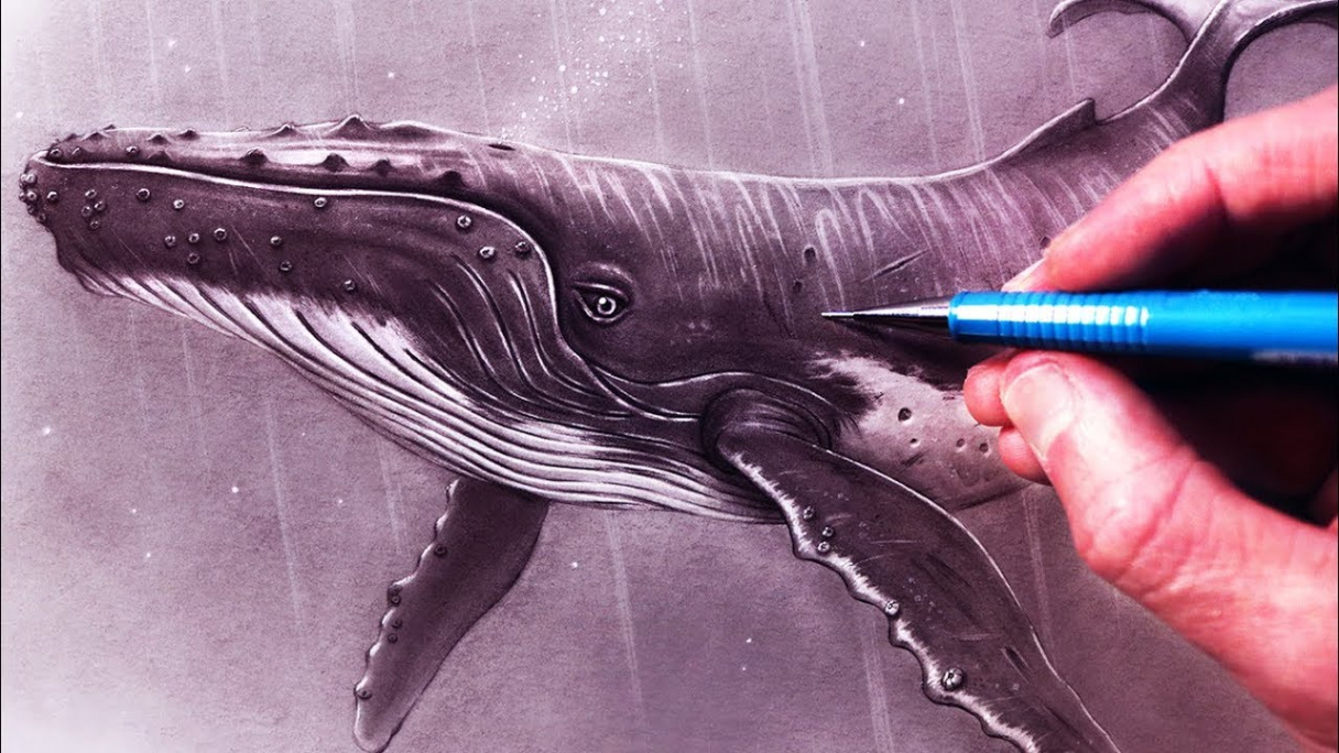 How to Draw a Humpback Whale