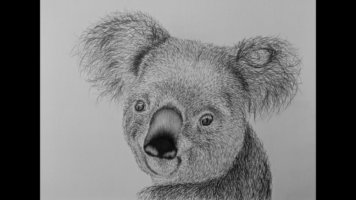 How To Draw A Koala Bear Step By Step