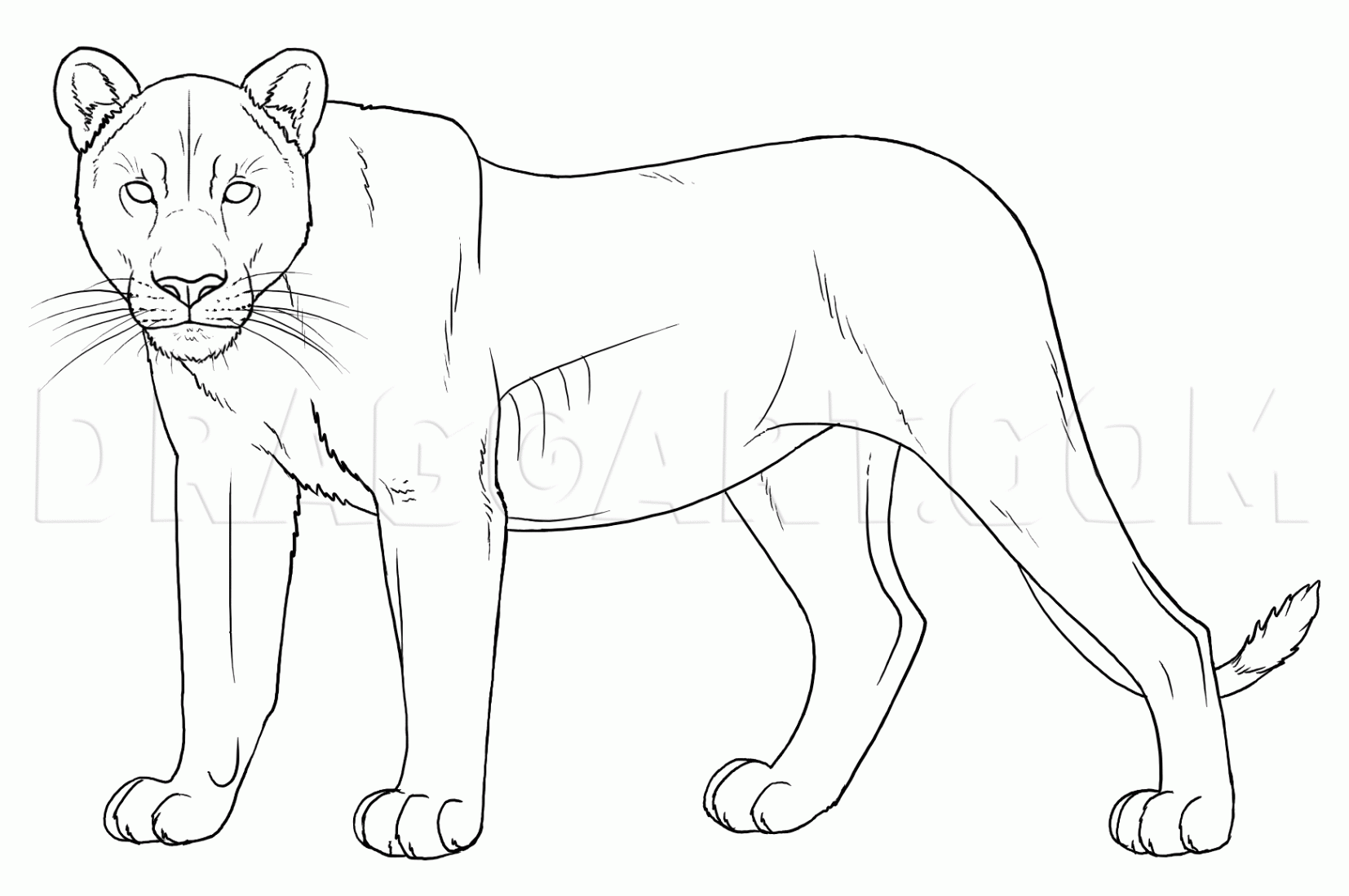 How To Draw A Real Lion, Draw Lions, Step by Step, Drawing Guide