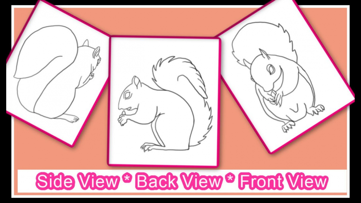 How to draw a squirrel - Front, Side and Back views - YouTube