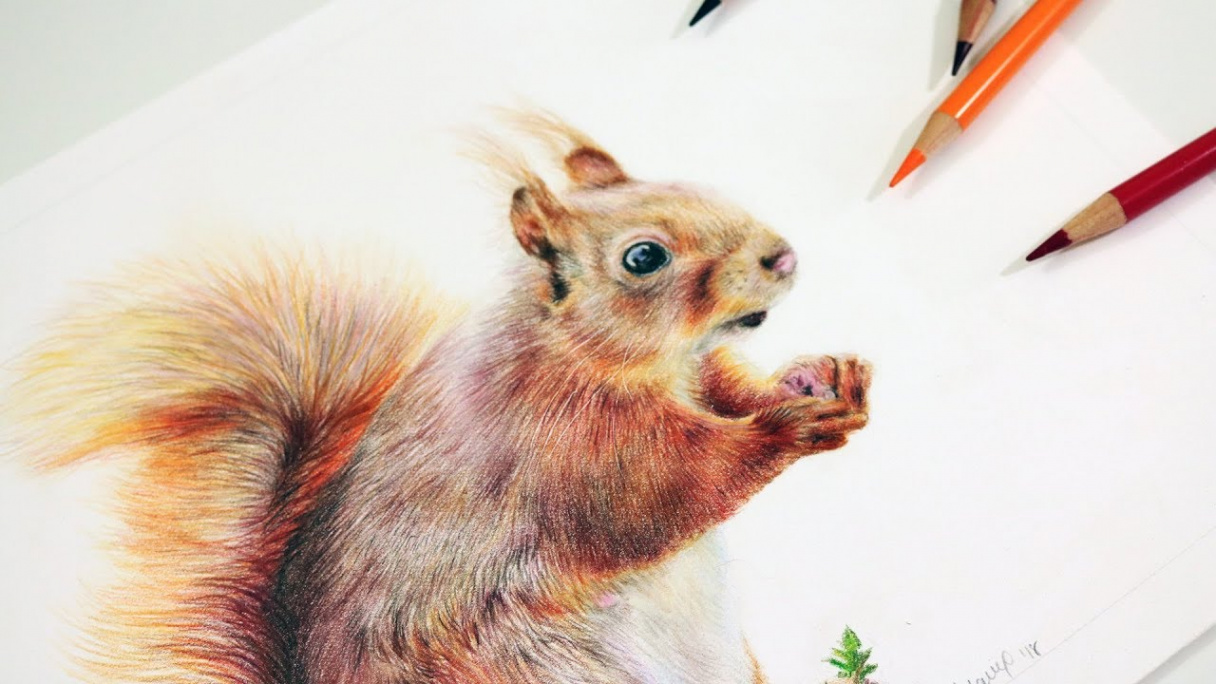 How to Draw a Squirrel with Colored Pencils  Step by Step Tutorial