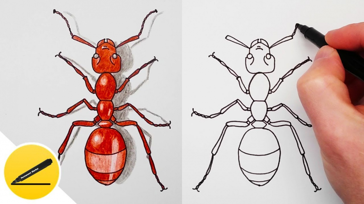 How to draw an ant - learn to draw insects step by step