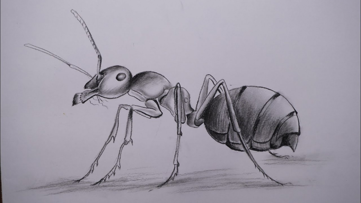 How to draw an ant step by step  Using paper stamp and charcoal pencil