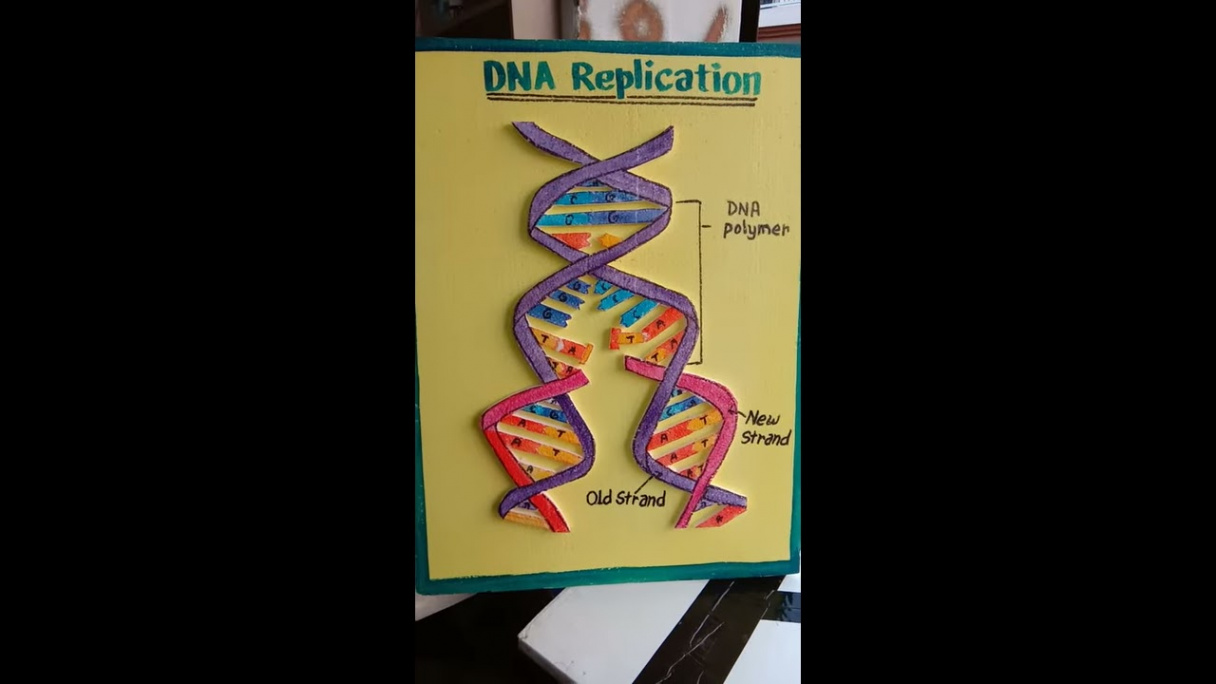 How to make a D model of DNA Replication with thermocraft by AZ project  and model Palwal