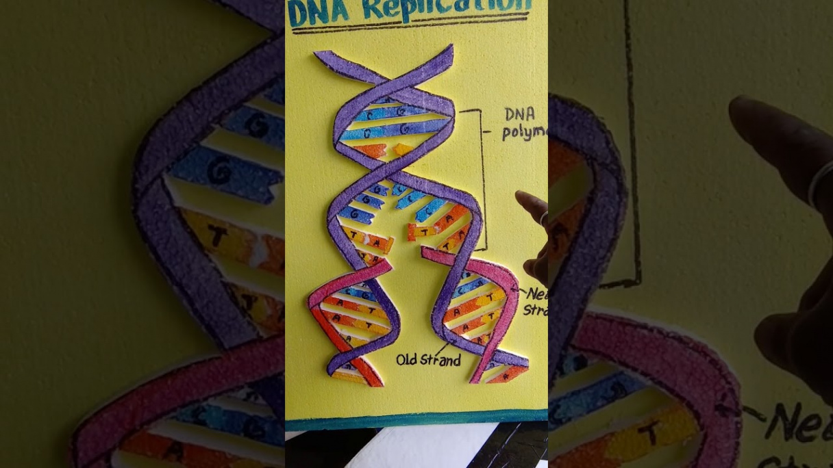 How to make a D model of DNA Replication with thermocraft by AZ