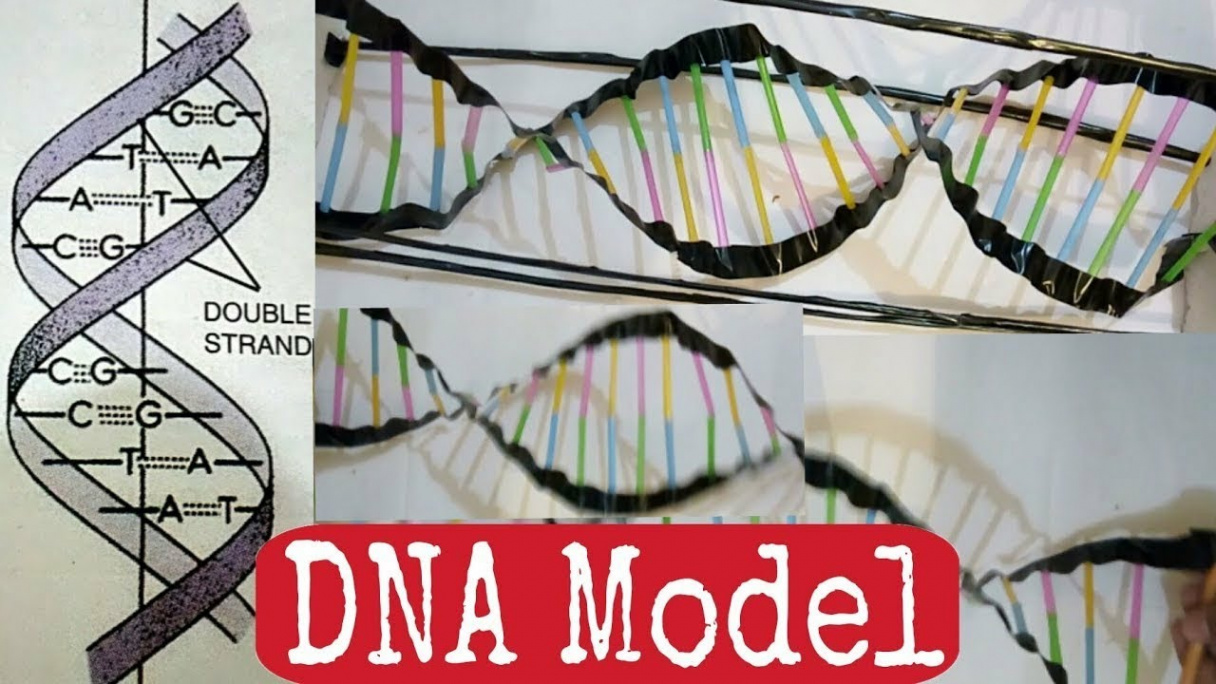 How to make DNA Model using Straws  CraftCraver