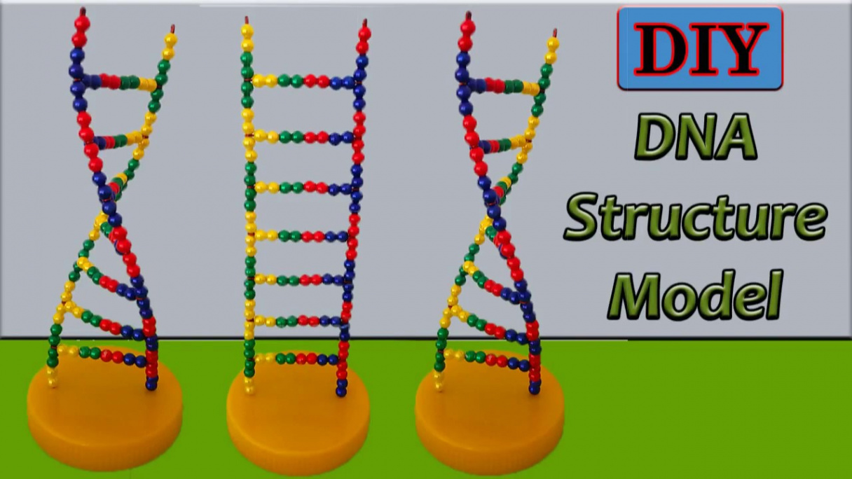 How to Make DNA Structure Model Watson and Crick Deoxyribonucleic Acid  Models