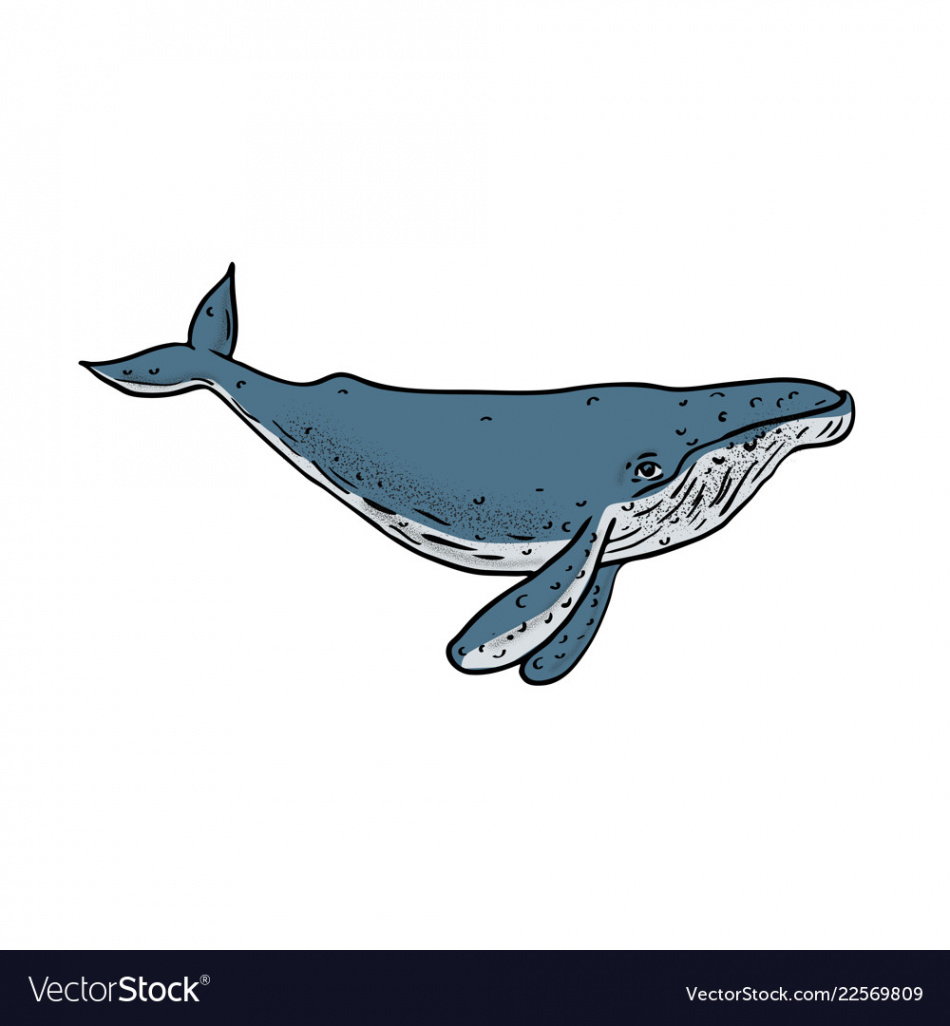 Humpback whale color drawing Royalty Free Vector Image