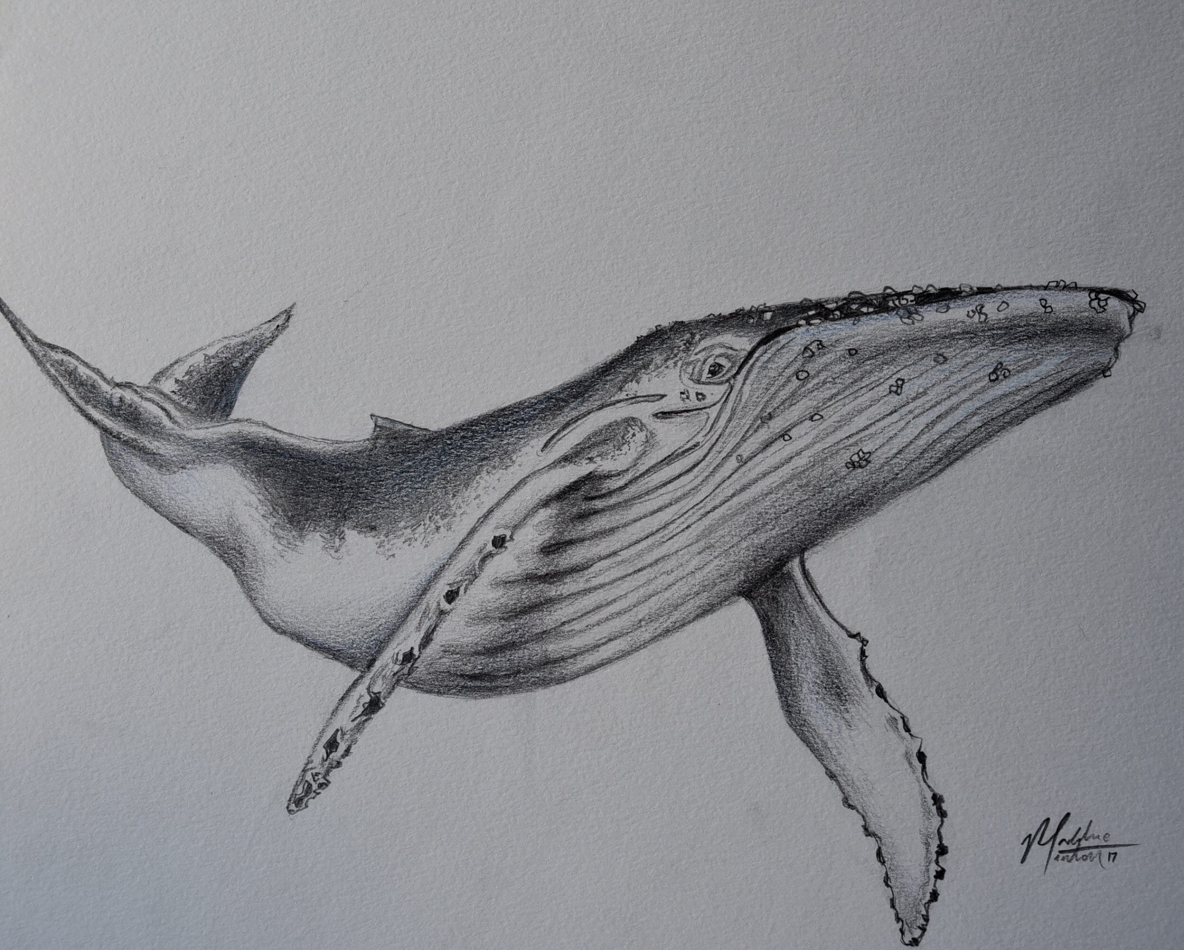 Humpback Whale Original Pencil Drawing - Etsy