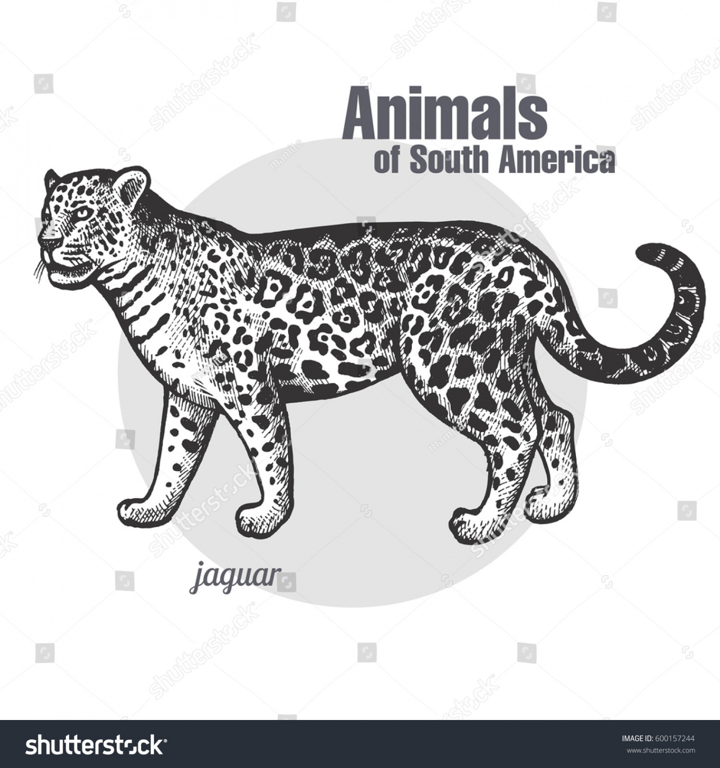 Jaguar Hand Drawing Animals South America: Stock-Vektorgrafik