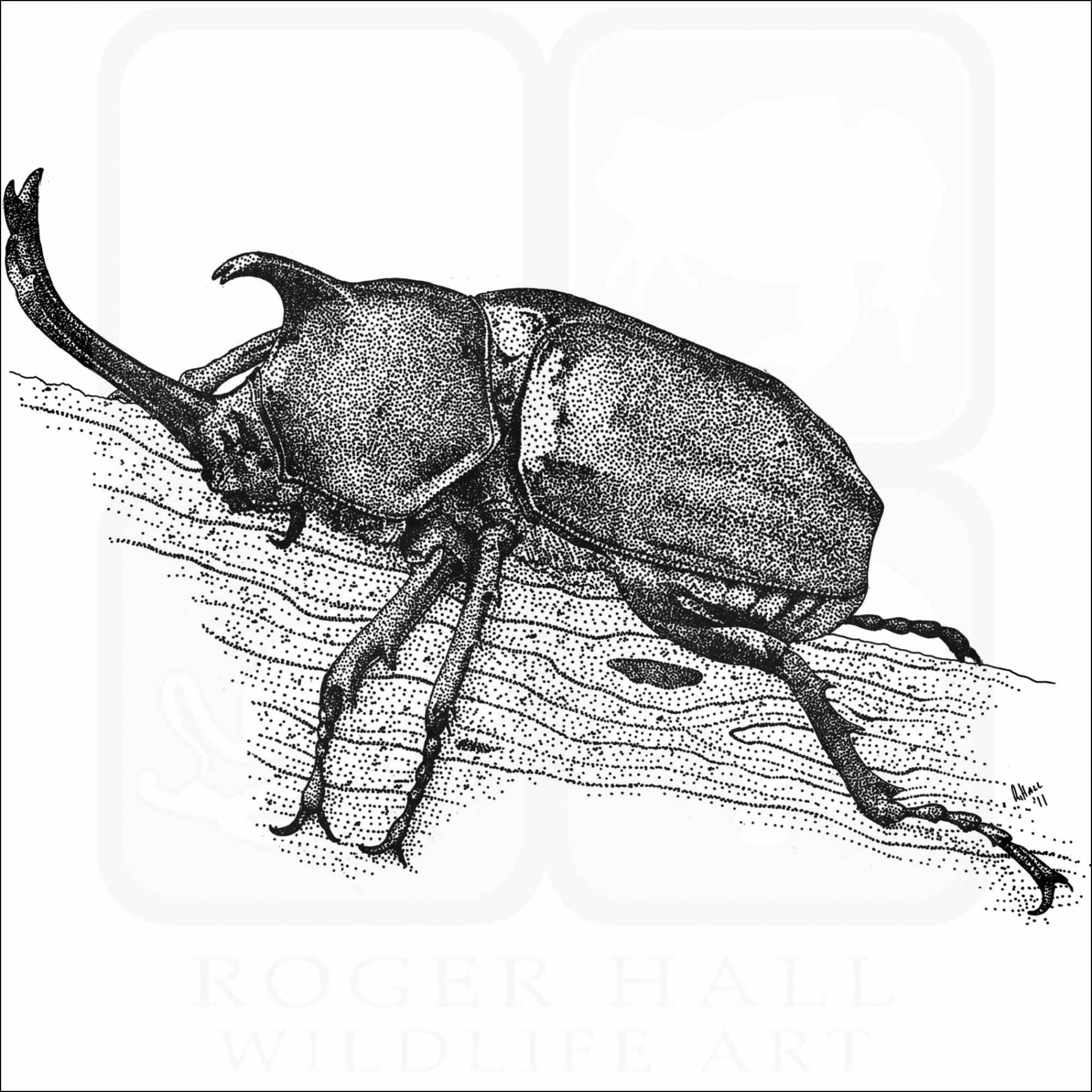 Japanese Rhinoceros Beetle - Signed Fine Art Print