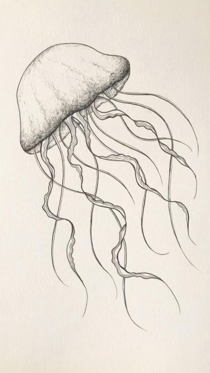 Jellyfish sketch  Jellyfish drawing, Art drawings simple, Art